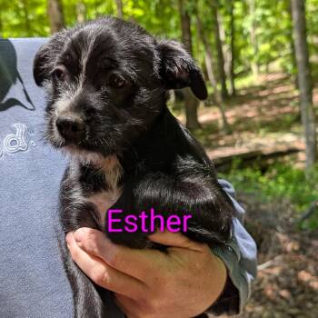 Mixed Breed Dogs Available for Adoption in Peachtree City, Georgia - Esther | PetCurious