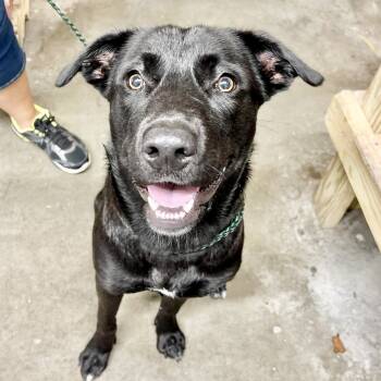 Grimm -  Rottweiler and Black Labrador Retriever Dog for Adoption in Austin, Texas - Grimm | PetCurious