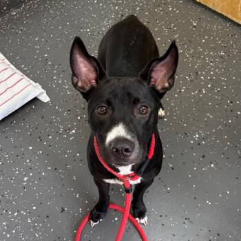 Rescue Mixed Breed Dogs for Adoption in Columbiana, Alabama - Phantom | PetCurious