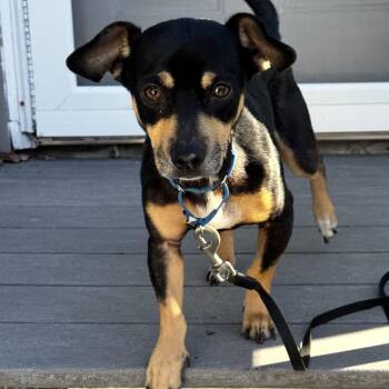 Zaza -  Chihuahua and Miniature Pinscher Dog for Adoption in Pelham, New Hampshire - Zaza | PetCurious