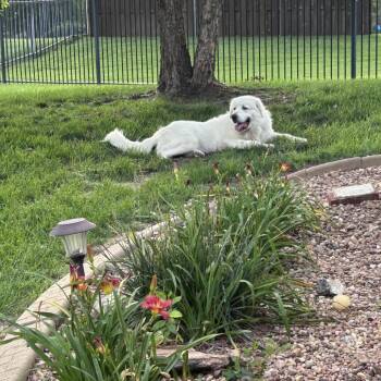 Giliath (Gilly) -  Great Pyrenees Dog for Adoption in Wichita, Kansas - Giliath (Gilly) | PetCurious
