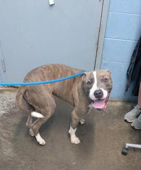 Kyson -  Pit Bull Terrier Dog for Adoption in Evansville, Indiana - Kyson | PetCurious