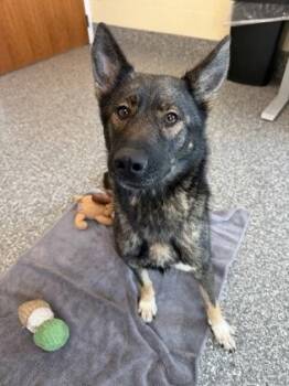 Starling -  German Shepherd Dog and Mixed Breed Dog for Adoption in Westland, Michigan - Starling | PetCurious