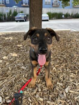 Princeton -  Shepherd Dog for Adoption in Denver, Colorado - Princeton | PetCurious