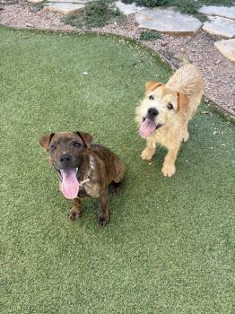 Darby -  Border Terrier Dog for Adoption in Fort Lupton, Colorado - Darby | PetCurious