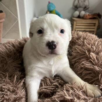 Australian Cattle Dog Blue Heeler and Pit Bull Terrier Dogs Available for Adoption - Sparkles  | PetCurious