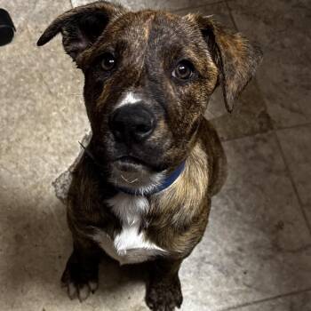 Treeing Walker Coonhound and Black Mouth Cur Dogs Available for Adoption in Eastford, Connecticut - NY Leonardo Avail Apr 25 (Tractor Supply Patterson NY) | PetCurious