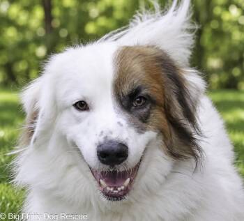 Fox -  Great Pyrenees Dog for Adoption in Nashville, Tennessee - Fox | PetCurious