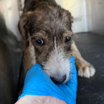 Jamila -  Terrier Dog for Adoption in Birmingham, Alabama - Jamila | PetCurious