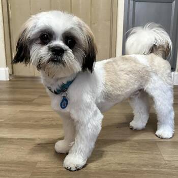 Buddy -  Lhasa Apso Dog for Adoption in El Mirage, Arizona - Buddy | PetCurious