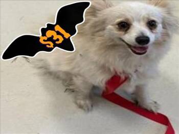 Rescue Pomeranian and Chihuahua Dogs for Adoption in Santa Cruz, California - WYNONA* | PetCurious