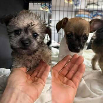 Chihuahua Dogs Available for Adoption - Goldie | PetCurious