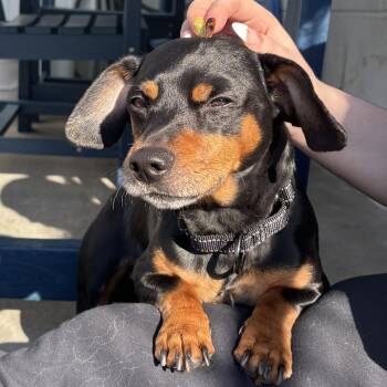 Dachshund and Miniature Pinscher Dogs Available for Adoption in Fall River, Massachusetts - Bruno | PetCurious