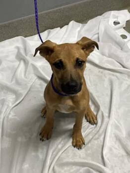 TIMOTHY III -  Rhodesian Ridgeback and Mixed Breed Dog for Adoption in Las Vegas, Nevada - TIMOTHY III | PetCurious