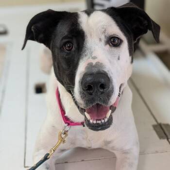 Celo -  American Staffordshire Terrier Dog for Adoption in Riverwoods, Illinois - Celo | PetCurious