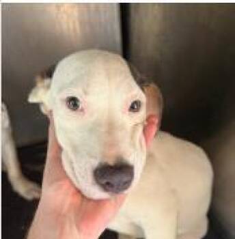 Trout -  Mixed Breed Dog for Adoption in West Chester, Pennsylvania - Trout | PetCurious