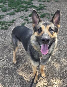 German Shepherd Dog Dogs Available for Adoption in Salem, Oregon - Sabor | PetCurious