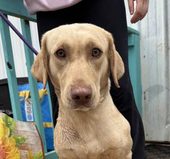 Labrador Retriever Dogs Available for Adoption - Steve Harvey | PetCurious