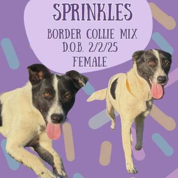 Border Collie Dogs Available for Adoption - Sprinkles | PetCurious