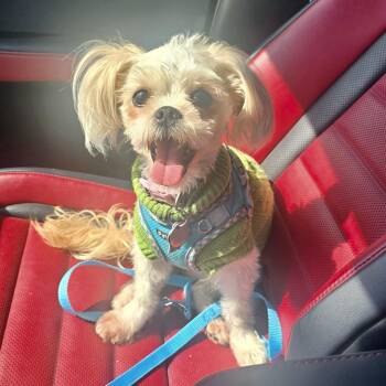 Sunshine Worth -  Shih Tzu Dog for Adoption in Plano, Texas - Sunshine Worth | PetCurious