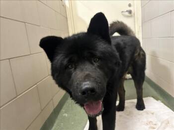 Mixed Breed Dogs Available for Adoption - TOSHIRO | PetCurious