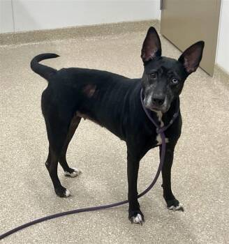 Nova -  Husky Dog for Adoption in Prince Frederick, Maryland - Nova | PetCurious
