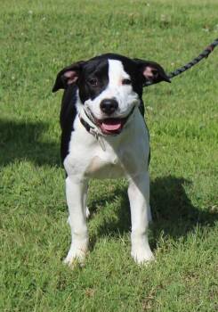 Rescue Pit Bull Terrier Dogs for Adoption in Claremore, Oklahoma - PIPER | PetCurious