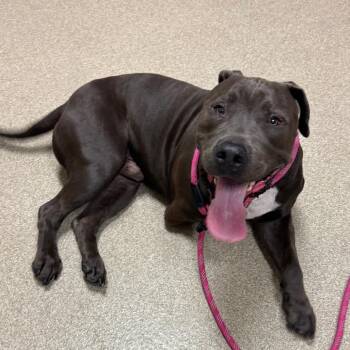 Pit Bull Terrier Dogs Available for Adoption in Bristol, Indiana - Crypto | PetCurious