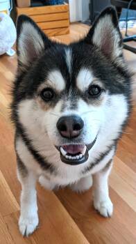 Dudley -  Pomsky Dog for Adoption in Worcester, Massachusetts - Dudley | PetCurious