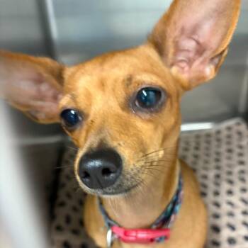 Izzy -  Chihuahua Dog for Adoption in Lake Jackson, Texas - Izzy | PetCurious