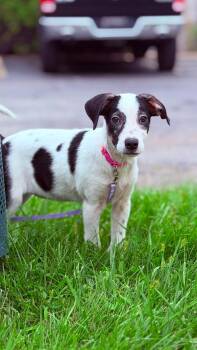 Cheerio the Terrier mix -  Jack Russell Terrier and Beagle Dog for Adoption in Muskego, Wisconsin - Cheerio The Terrier Mix | PetCurious