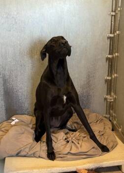 Shepherd and Mixed Breed Dogs Available for Adoption in Roseville, California - Raven | PetCurious