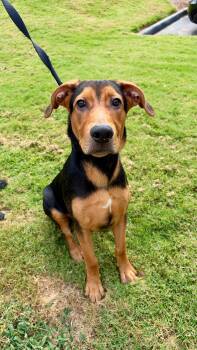 Jake -  Doberman Pinscher and Great Dane Dog for Adoption in Roswell, Georgia - Jake | PetCurious