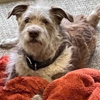 Terrier and Cattle Dog Dogs Available for Adoption in Cashmere, Washington - Koby | PetCurious