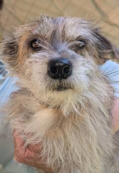 Dachshund and Norwich Terrier Dogs Available for Adoption in Ramona, California - Tick Tock | PetCurious