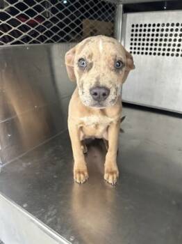 Rescue Pit Bull Terrier and Mixed Breed Dogs for Adoption in Fort Worth, Texas - 59761483 | PetCurious