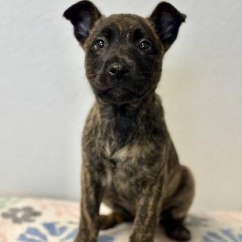Dutch Shepherd Dogs Available for Adoption in Red Bluff, California - Gold | PetCurious