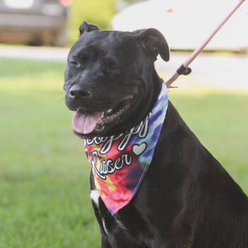 Lolly -  Catahoula Leopard Dog and Labrador Retriever Dog for Adoption in Columbia, South Carolina - Lolly | PetCurious