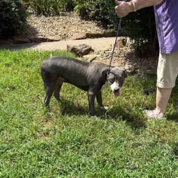 Rescue American Bulldog Dogs for Adoption in Spring, Texas - Jake | PetCurious