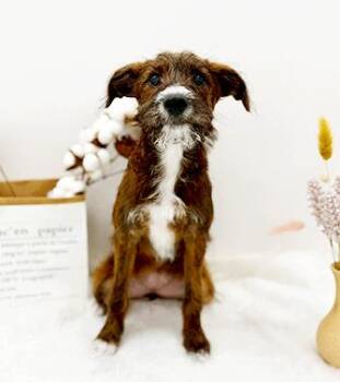 POOLI -  Poodle Dog for Adoption in Castro Valley, California - POOLI | PetCurious