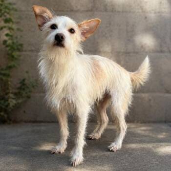 Dudley -  Terrier and Mixed Breed Dog for Adoption in Lathrop, California - Dudley | PetCurious