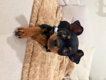 Bug -  Pug and Chihuahua Dog for Adoption in Discovery Bay, California - Bug | PetCurious