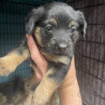 Rosa -  Mixed Breed Dog for Adoption in Bismarck, North Dakota - Rosa | PetCurious