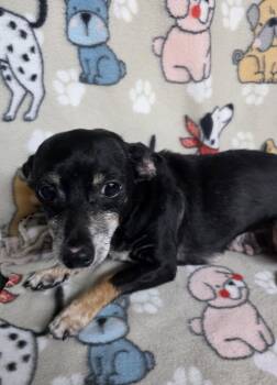 Mildred -  Chiweenie Dog for Adoption in Dallas, Georgia - Mildred | PetCurious