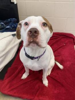 WINNIE -  Pit Bull Terrier Dog Available for Adoption in Fort Wayne, Indiana - WINNIE | PetCurious