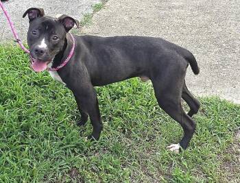 Hershey -  Pit Bull Terrier and Boxer Dog for Adoption in Petersburg, Virginia - Hershey | PetCurious