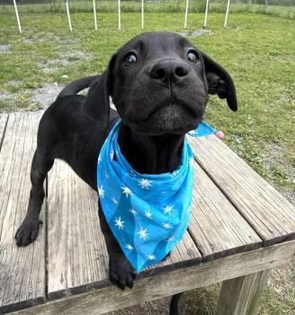 Roselyn -  Black Labrador Retriever Dog for Adoption in Howes Cave, New York - Roselyn | PetCurious