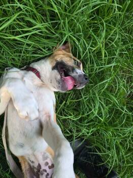 Black Mouth Cur Dogs Available for Adoption in Blountville, Tennessee - Sugar Cube | PetCurious