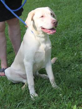 Silver (Neutered (Photos August 2nd 2026) -  Yellow Labrador Retriever Dog for Adoption in Marietta, Ohio - Silver (Neutered (Photos August 2nd 2026) | PetCurious
