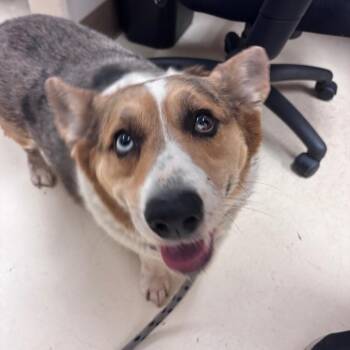 Loki -  Corgi and Cardigan Welsh Corgi Dog for Adoption in Goleta, California - Loki | PetCurious